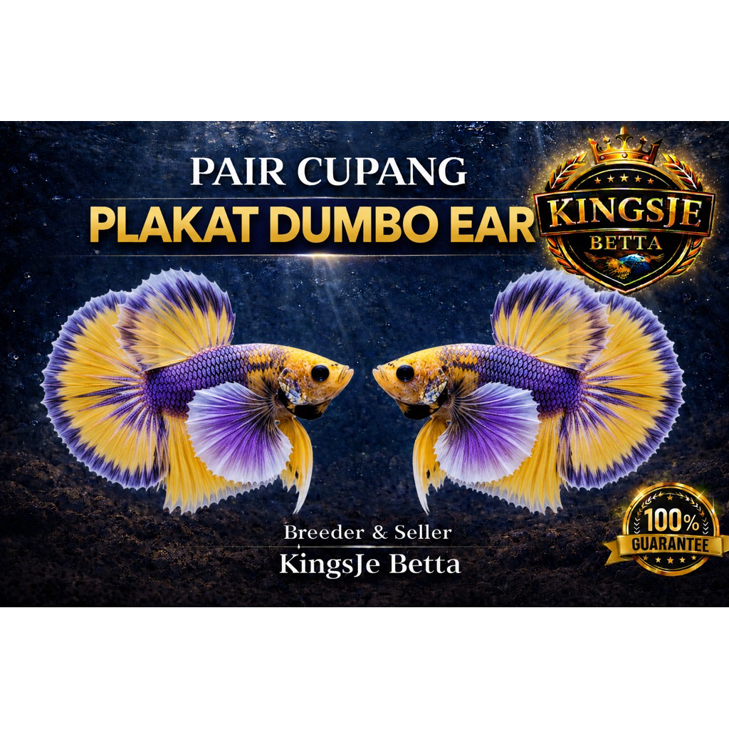 [Dumbo Ear] Plakat Dumbo Ear | TOP GRADE RANDOM