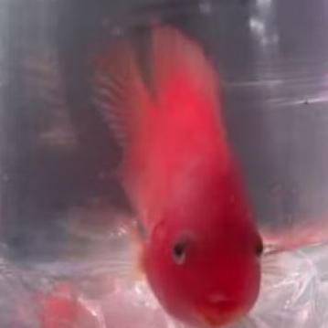 KINGKONG RED UKURAN 14-15 CM