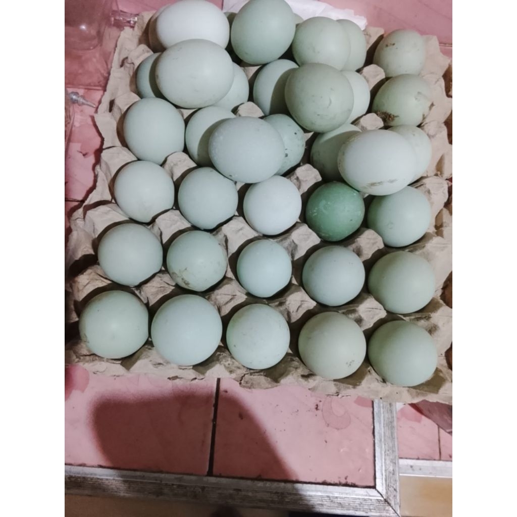 Telur Bebek Mentah Omega