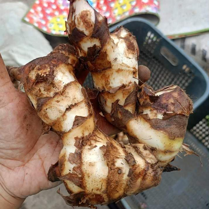 Umbi Ganyong 1Kg Gluten Free Tinggi Fosfor