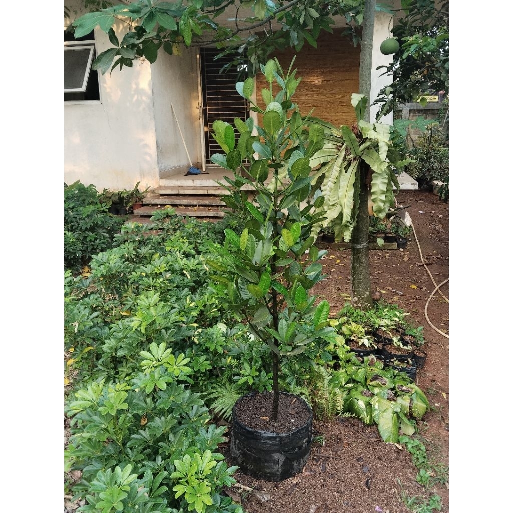 tanaman hias pohon fukugi/garcenia/nangkataiwan