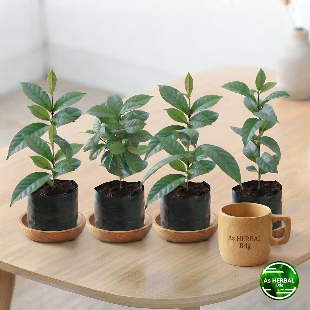 Bibit alkesa hutan pohon alkesa super-az
