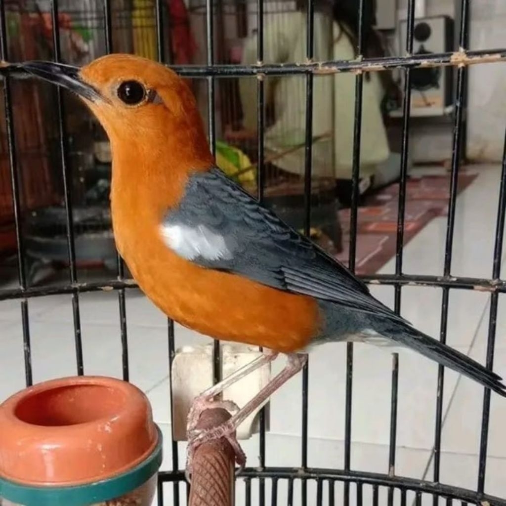 ANIS merah pastol jantan pilihan pakai ring