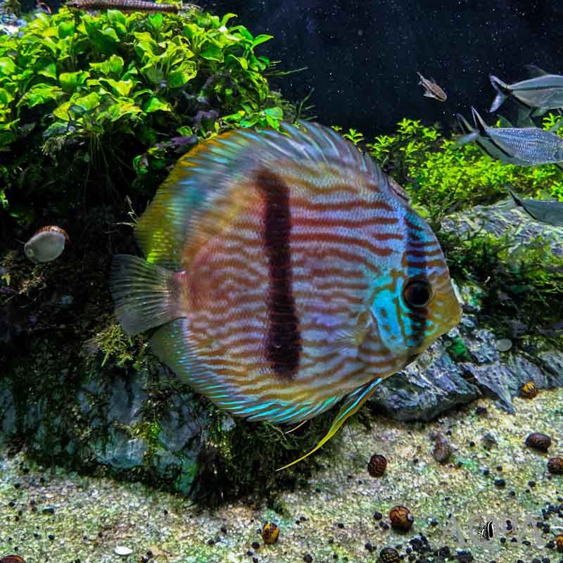Discus heckel/ikan discus/ikan hias/aquascape/heckel discus