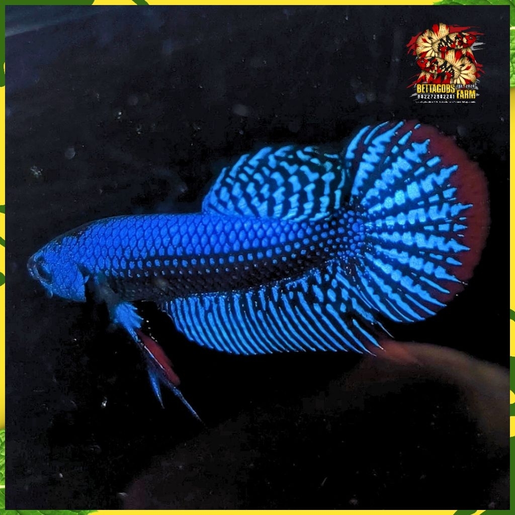WB Alien Blue Betta