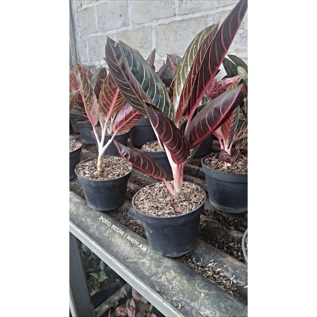 Aglonema red sumatra / pride of sumatra original