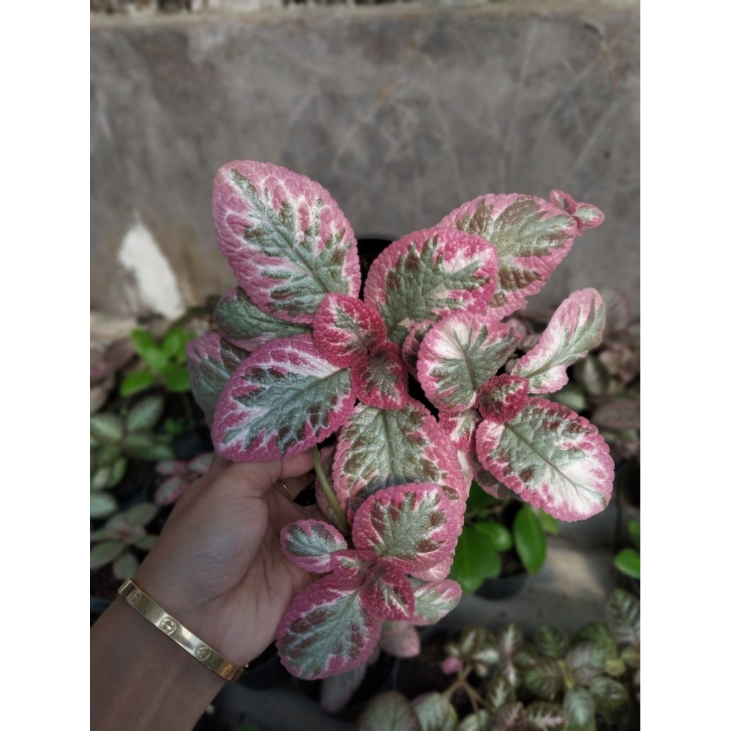 Episcia Cleopatra
