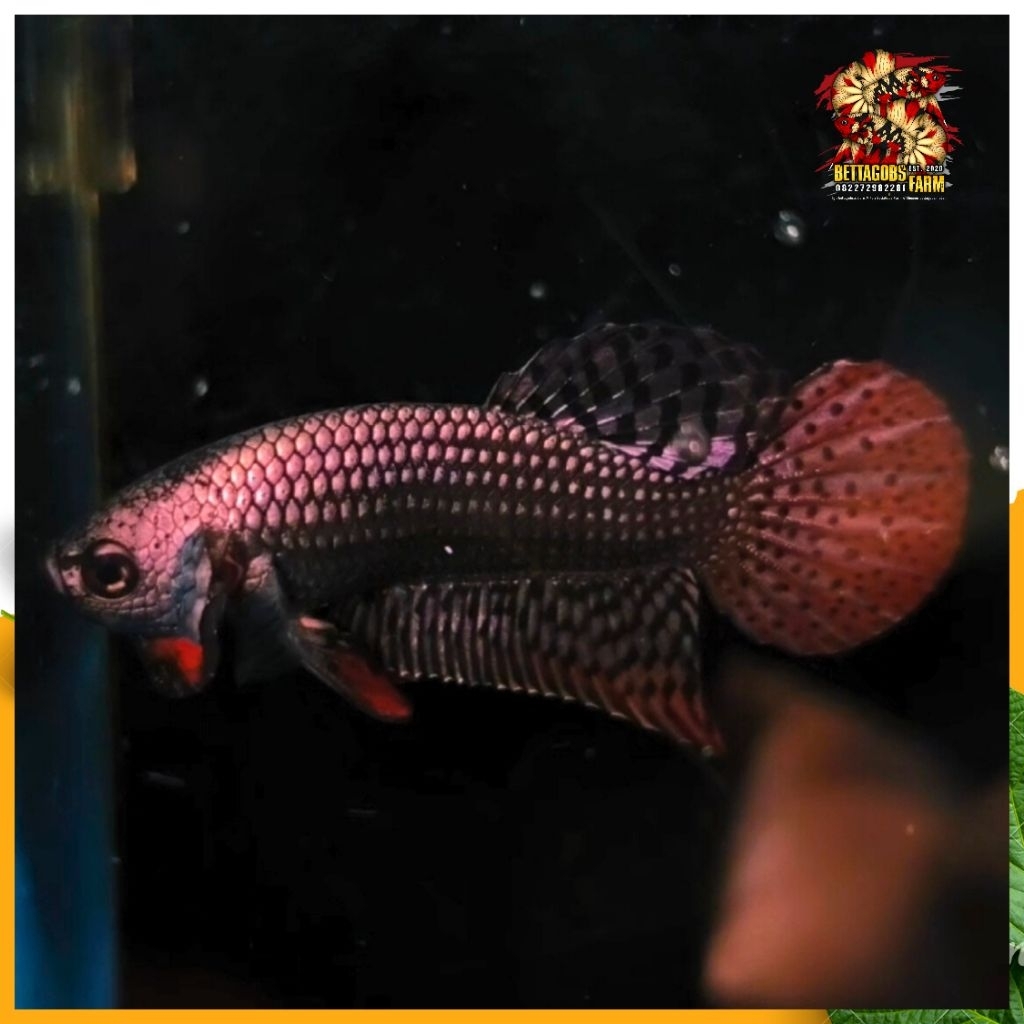 WB Alien Copper Betta