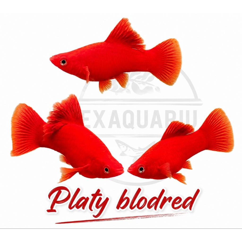 platy blodred hifin swordtail