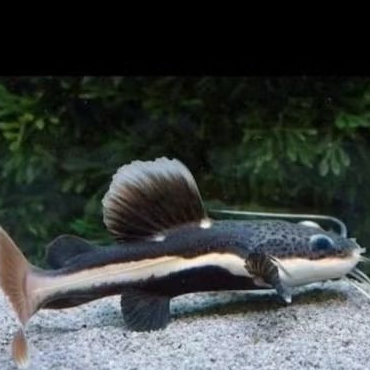 RTC Red Tail Catfish 20Cm Hiasan Aquarium Predator