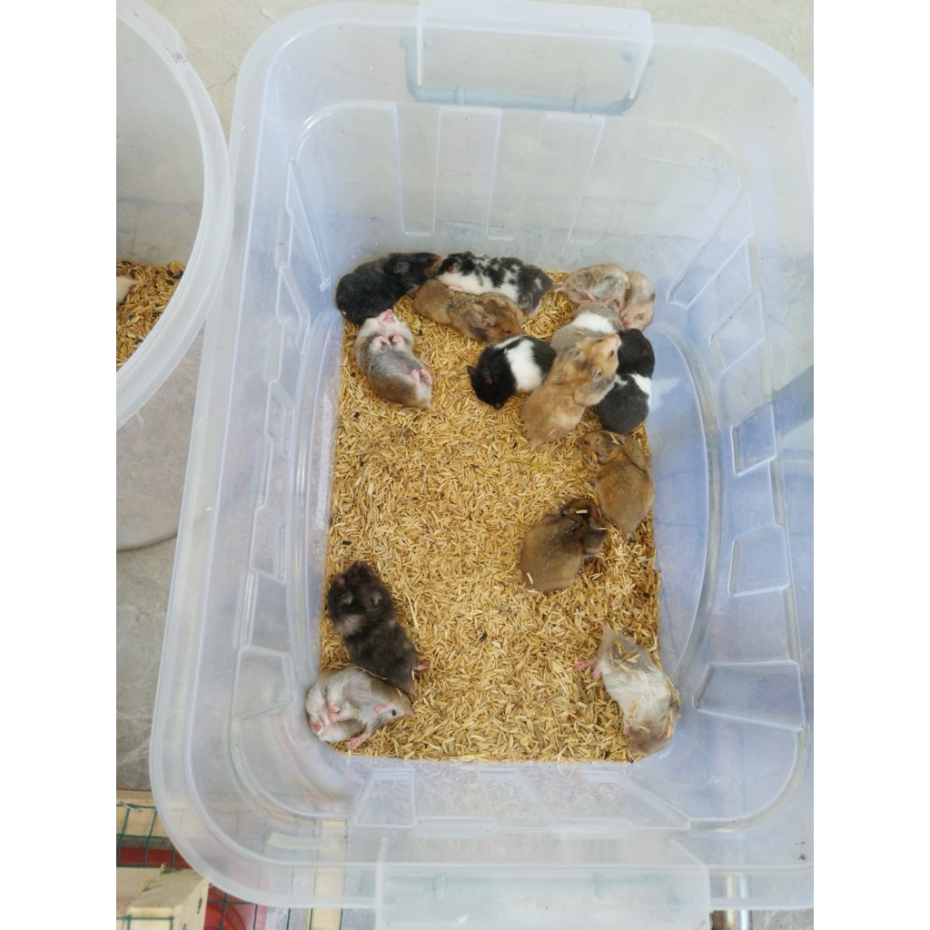 INSTAN/SAME DAY hamster syrian indukan sehat