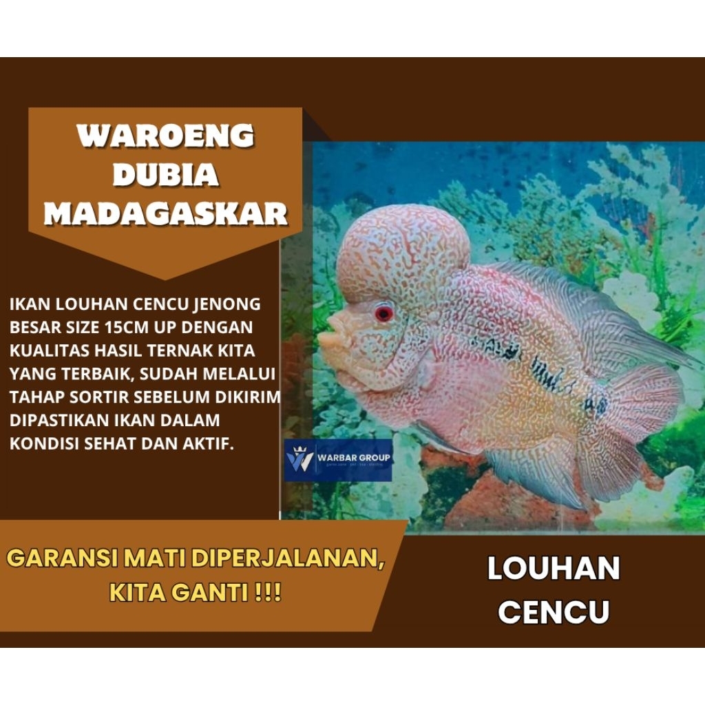 Ikan hias louhan cencu JENONG BESAR KUALITAS GRADE A ( GARANSI )