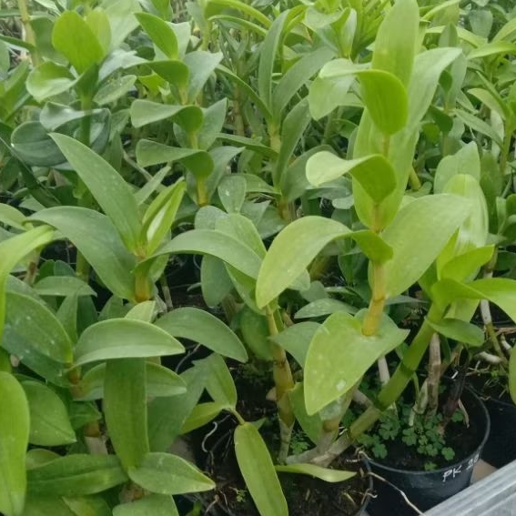 Dendrobium Capung Putri