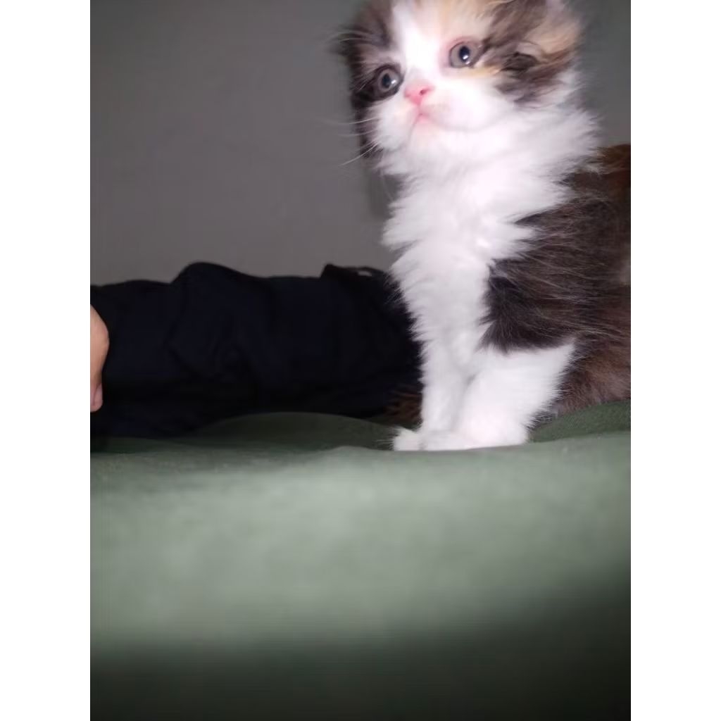 KUCING KITTEN RAGDOLL