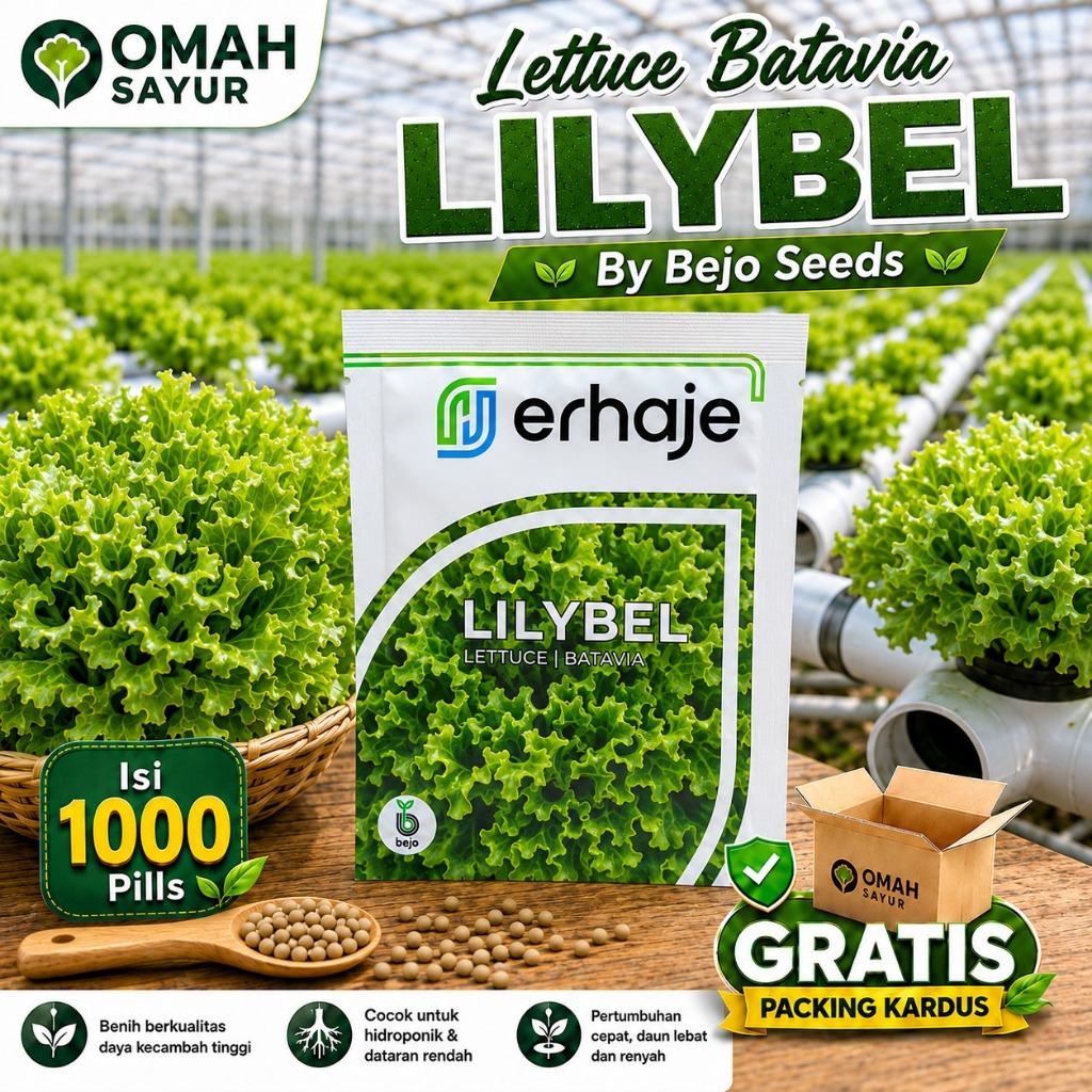 Benih Selada Bejo LILYBEL Benih Lettuce Batavia Original Bejo Seeds Isi 1000 Pills