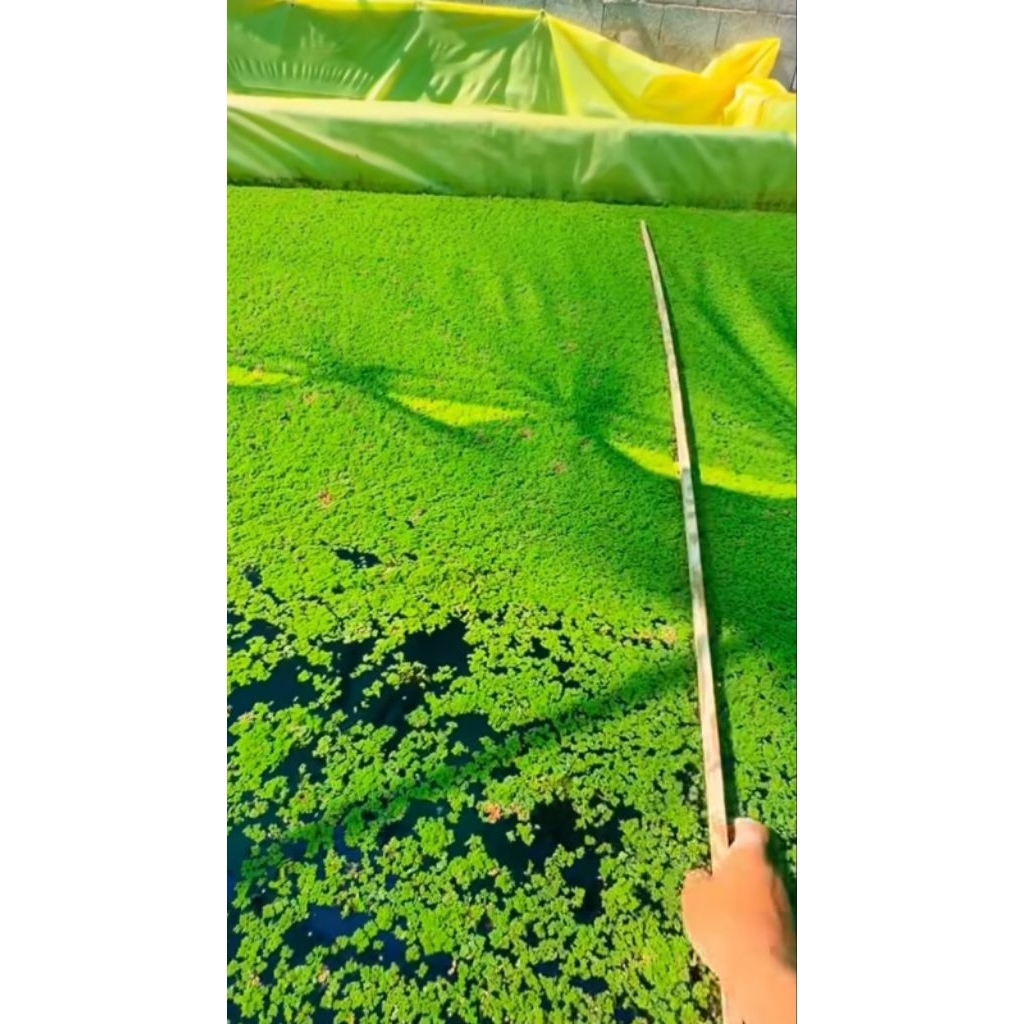 Azolla 1kg