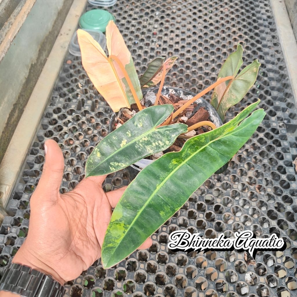 Tanaman Hias Philodendron Black Bilvar X Billie Variegated Variegata Varigata Billitiae Bilitiae Bla