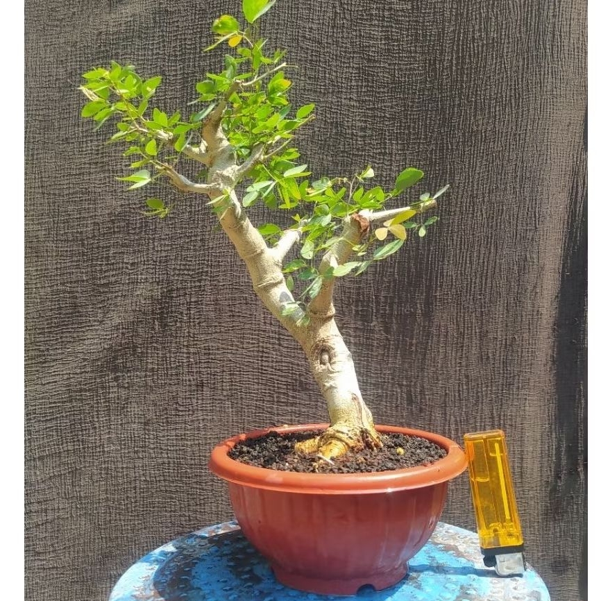 bahan bonsai asem londo / asem kranji program cakep