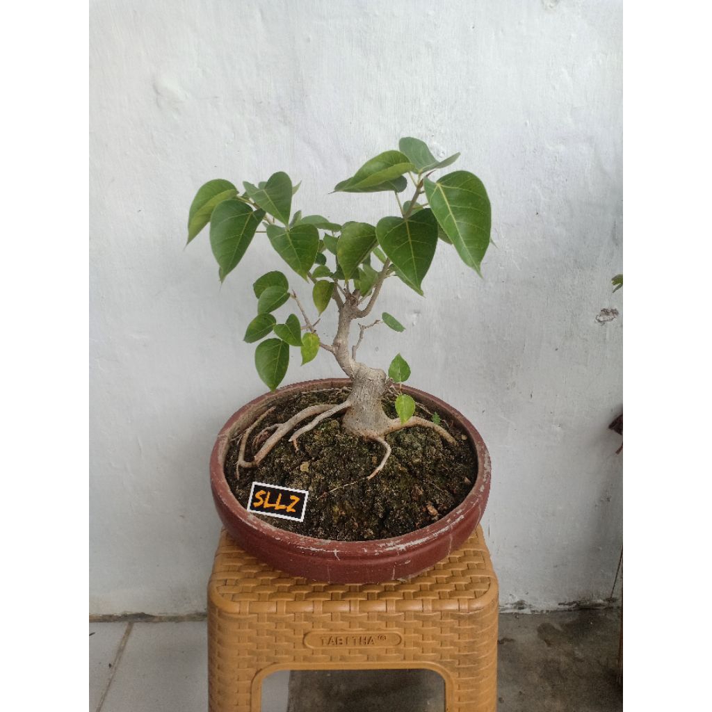Bahan Bonsai Ancak (Ficus rumphii) Sesuai Gambar