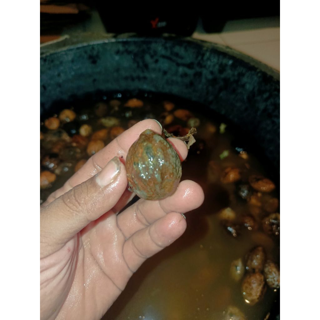 MUNCANG KEMIRI ADU_JAWAAN jayanti bikang biat benih