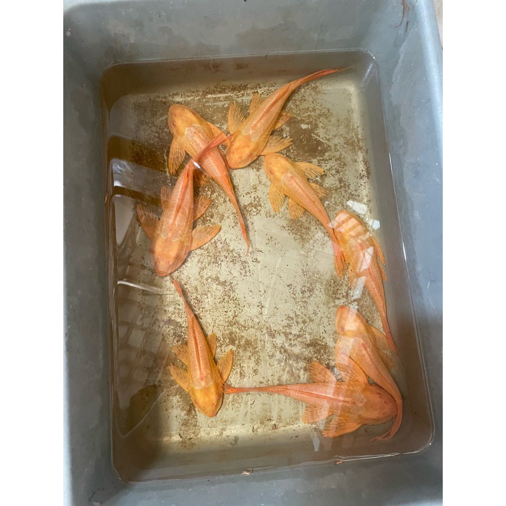 Hiasan Aquarium Gibbiceps Albino size medium / pleco 083