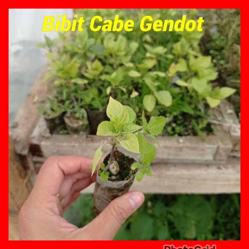 jual bibit cabe gendot pusat cabe gendot bandung