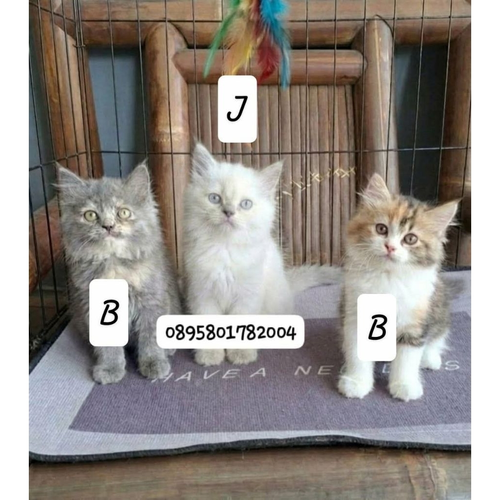 Anak kucing persia /kucing persia flatnose/kitten persia flatnose