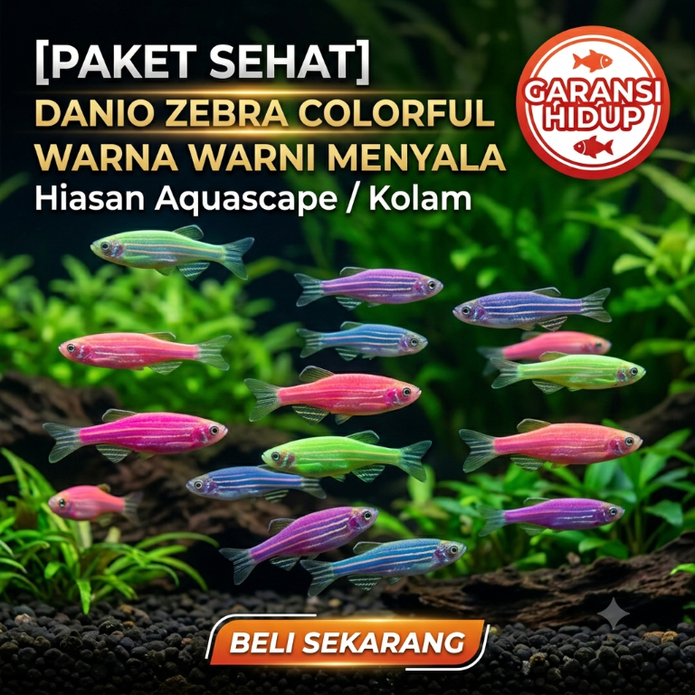 Paket Ikan Hias Glowfish Tetra Warna-Warni Danio Zebra Warna Warni Menyala / Hiasan Aquascape Kolam