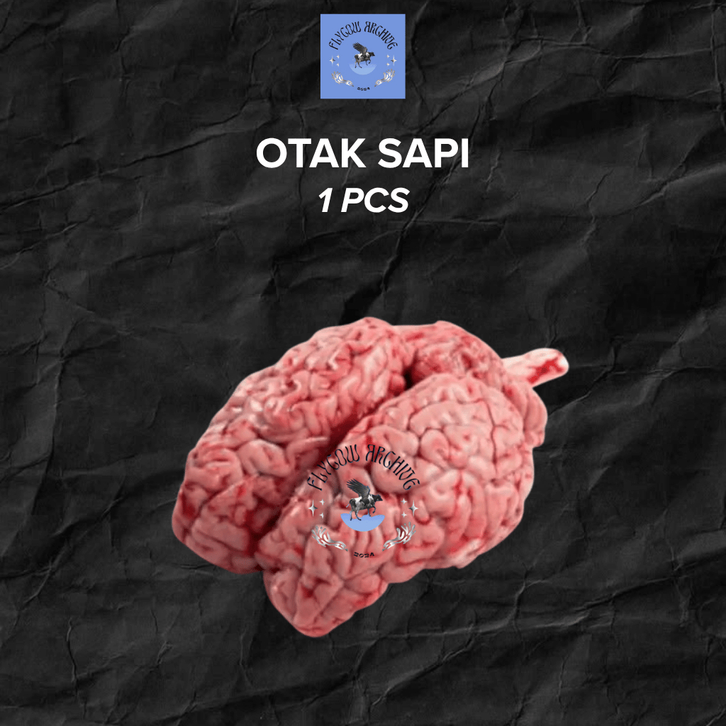 OTAK SAPI SEGAR  FRESH 1 PCS