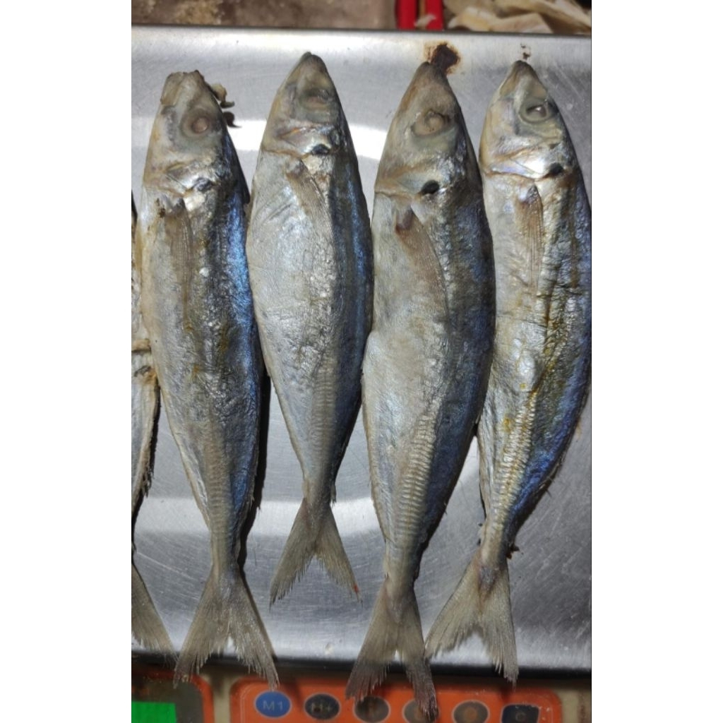 Peda Japuh jumbo (ikan asin peda japuh) - ¼ isi 3