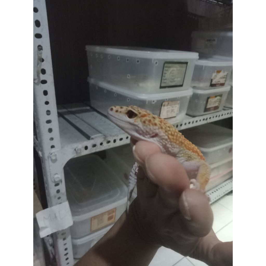 mainan leopard gecko enigma