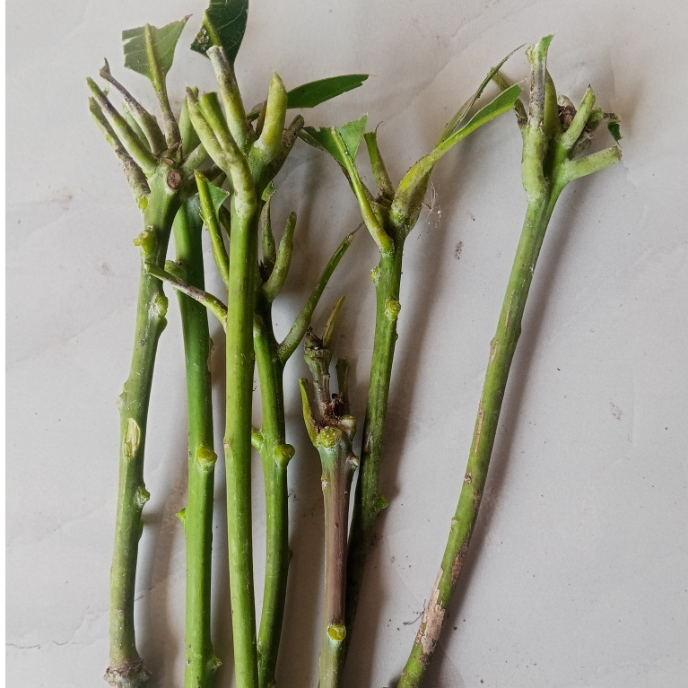 entres mangga budiraja