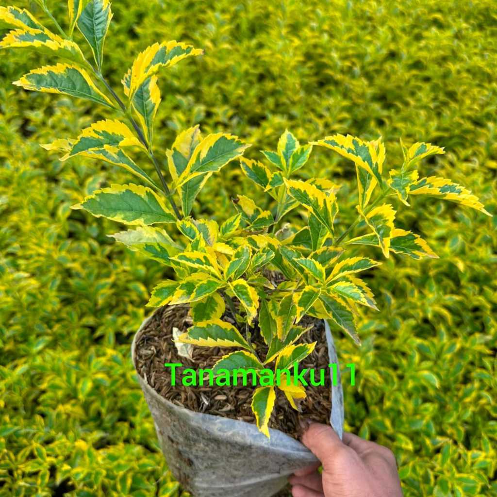 Tanaman duranta erecta atau golden edge