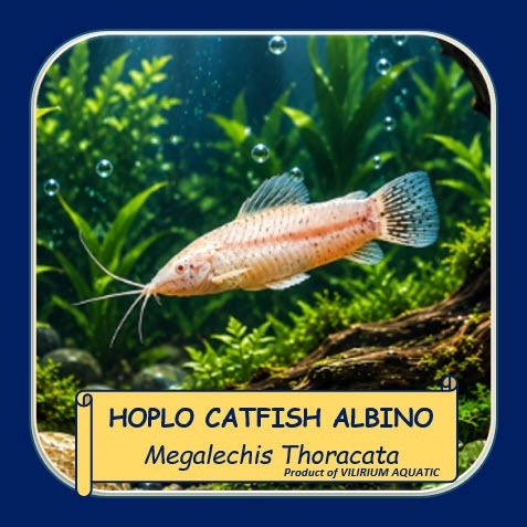 IKAN HIAS HOPLO CATFISH ALBINO | ALBINO SPOTTED HOPLO CATFISH | IKAN AIR TAWAR AQUARIUM AQUASCAPE