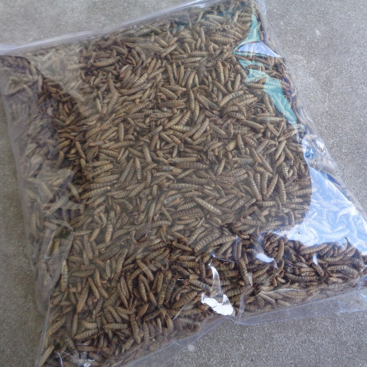 MAGGOT KERING 50Gram LARVA BSF MAGOT PAKAN IKAN KOI BURUNG AYAM