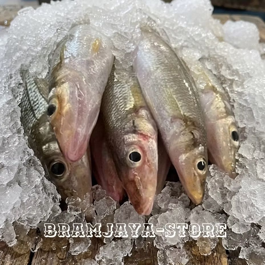 Ikan Kaca Piring Ikan Rejung Ikan Pasir-pasir DiBersihkan