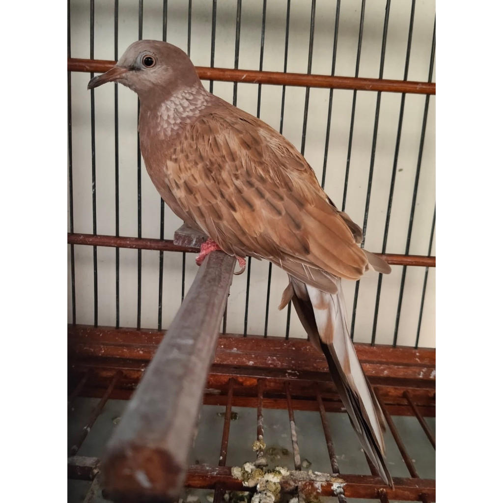 Burung Tekukur Leopard Merah Pilihan Sehat Mulus