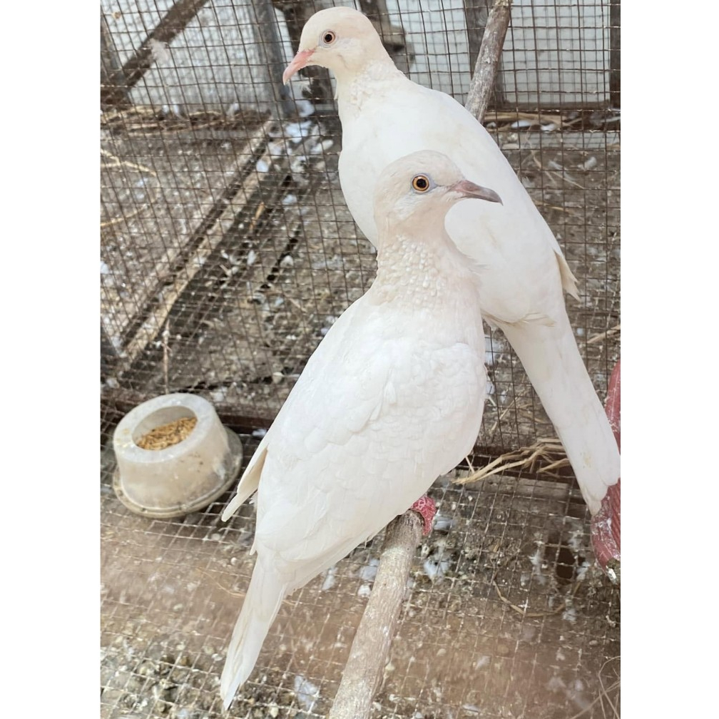Burung Tekukur Putih Dilute Pilihan Sehat Mulus Sepasang