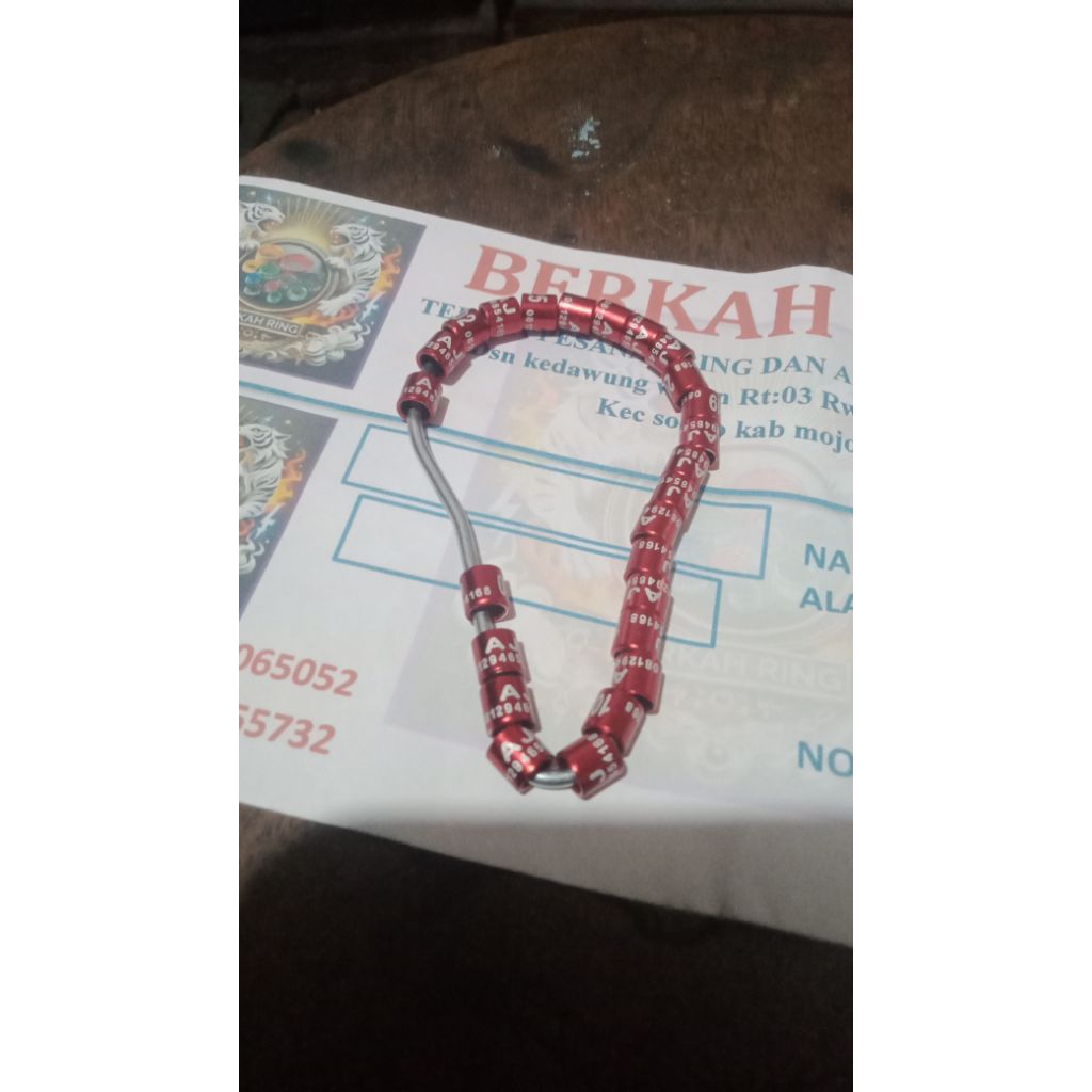 ring burung murai dewasa