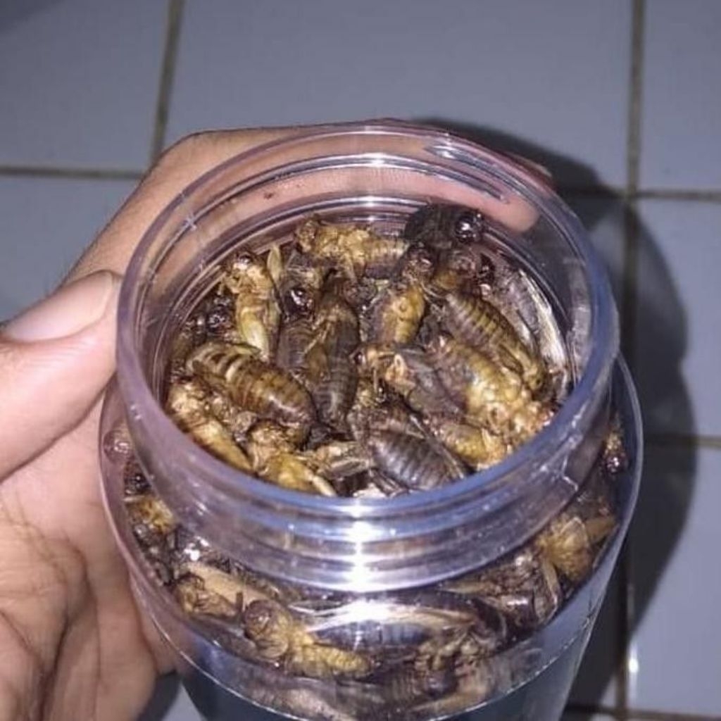 Jangkrik kering pakan burung ikan reptil 50gr