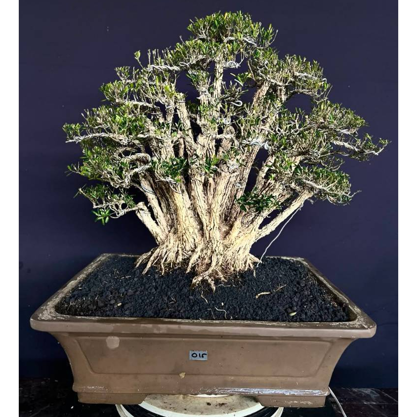 BONSAI BUXUS 015