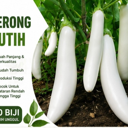 Promo Cod Bisa Bayar Di Tempat - Terong Putih 30 Biji / Bibit / Benih Terong Putih -Cod- ( Terong Pu