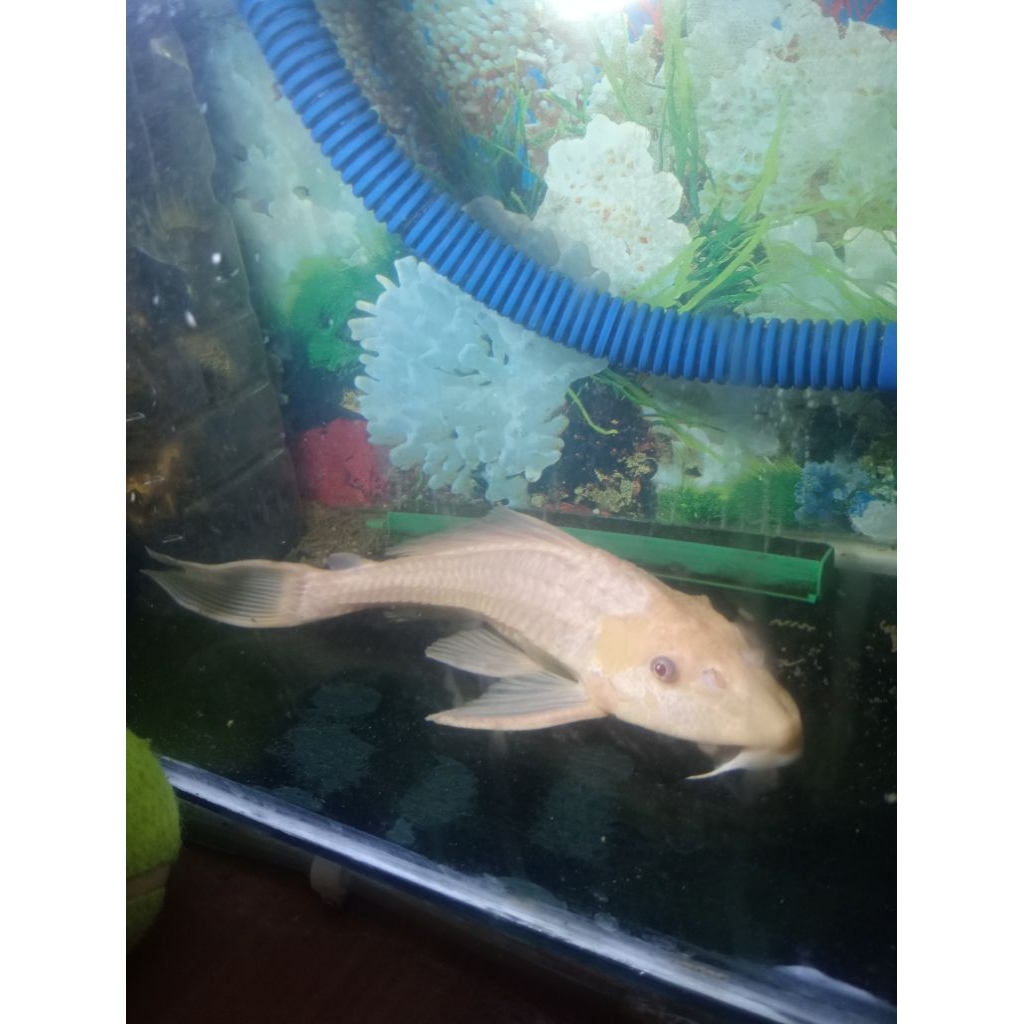 Hiasan Aquarium Ikan Sapu-sapu Albino