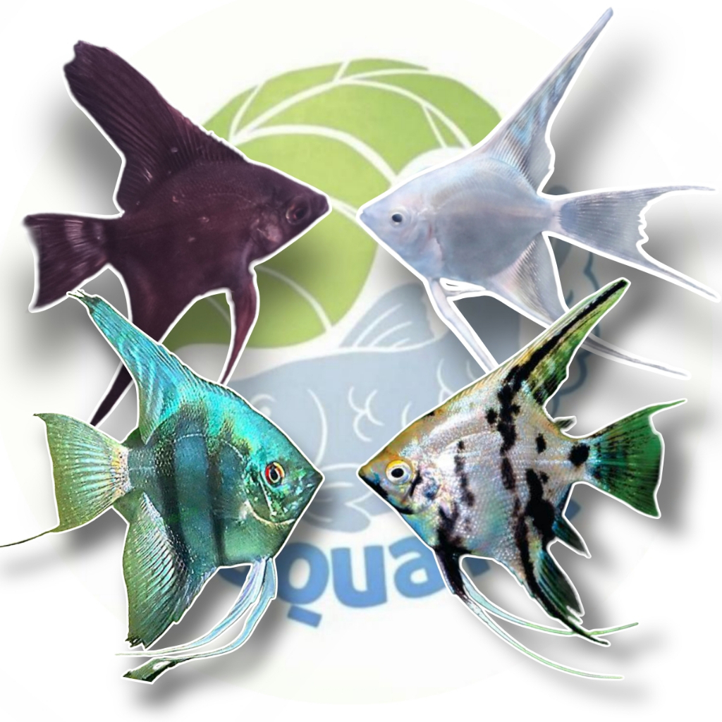 Ikan Hias Manfish MIx  Color Manfish Blue Manfish Black Manfish Platinum