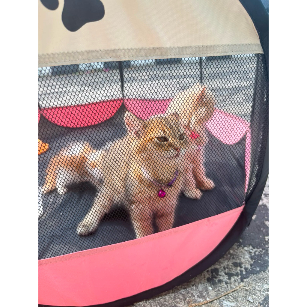 kucing anggora