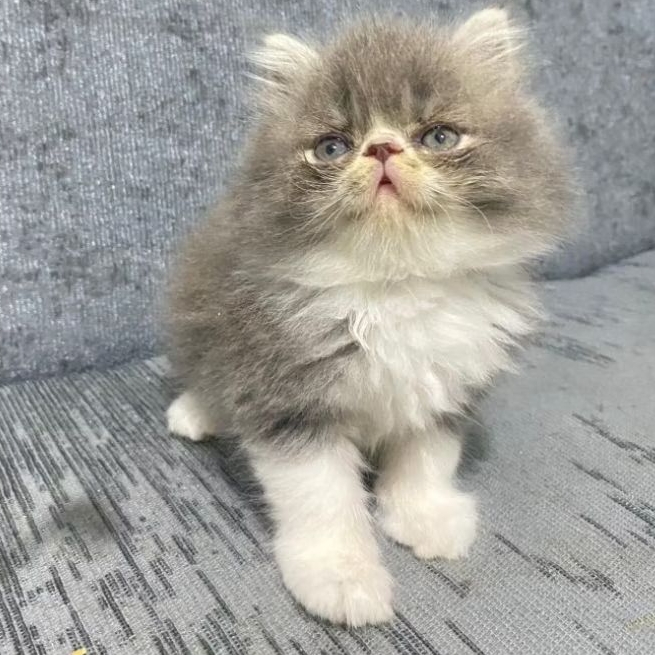 Kucing Persia Bulu kapas