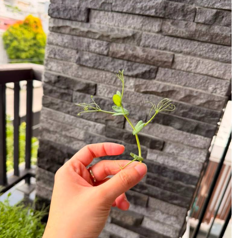 Pea Shoots Microgreens Fresh 30gr – Microgreens Kacang Polong Segar