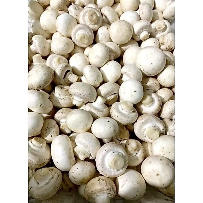 jamur kancing segar 1 kg