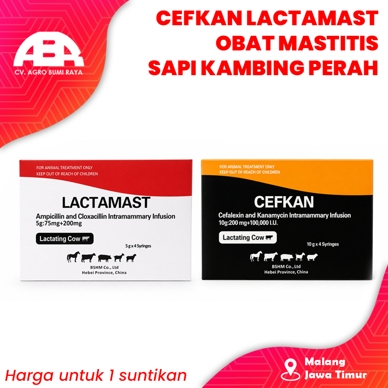 Cefkan lactamast antibiotik obat mastitis sapi kambing perah masa laktasi