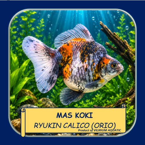 IKAN HIAS MAS KOKI RYUKIN CALICO | IKAN KOKI RYUKIN PANCAWARNA | CALICO GOLDFISH AQUARIUM